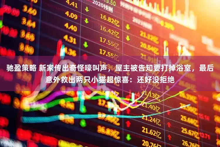 驰盈策略 新家传出奇怪嚎叫声，屋主被告知要打掉浴室，最后意外救出两只小猫超惊喜：还好没拒绝