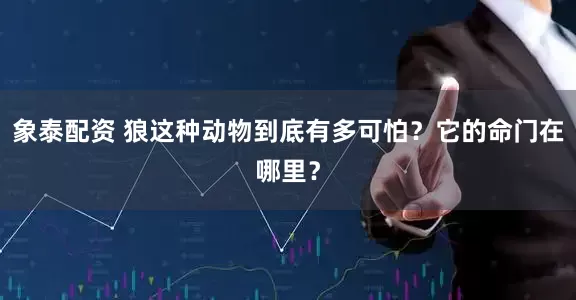 象泰配资 狼这种动物到底有多可怕？它的命门在哪里？